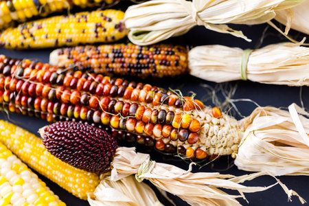 Multi colored indian corn made for Thanksgiving decoration.の写真素材