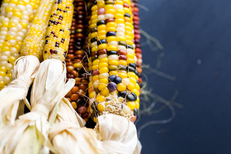 Multi colored indian corn made for Thanksgiving decoration.の写真素材