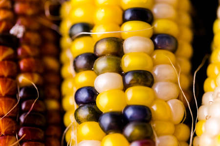 Multi colored indian corn made for Thanksgiving decoration.の写真素材