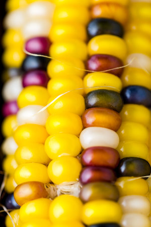 Multi colored indian corn made for Thanksgiving decoration.