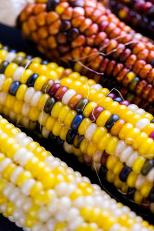 Multi colored indian corn made for Thanksgiving decoration.の写真素材