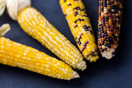 Multi colored indian corn made for Thanksgiving decoration.の写真素材