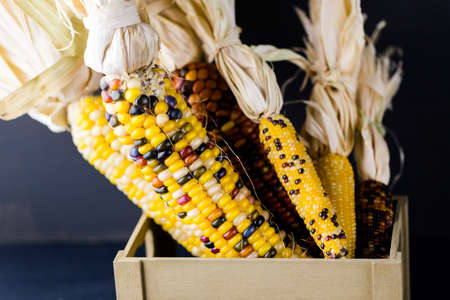Multi colored indian corn made for Thanksgiving decoration.の写真素材