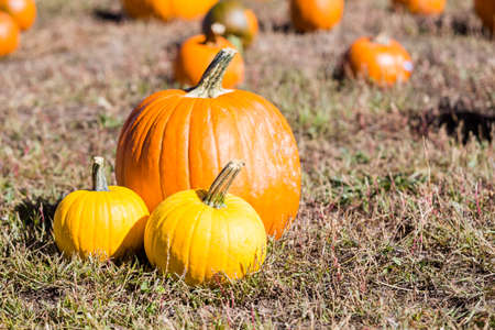Selecting pumpkin from pumpkin patch in early Autumn.の写真素材