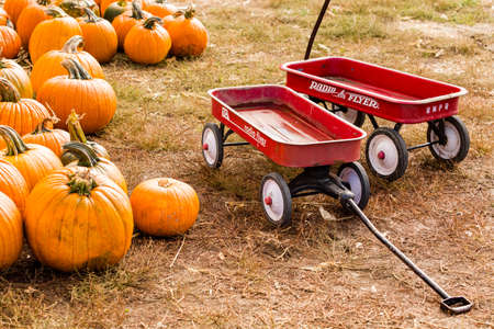 Longmont, Colorado, USA-October 11, 2014. Pumpkin patch on sunny Autumn day.のeditorial素材