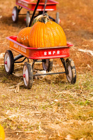 Longmont, Colorado, USA-October 11, 2014. Pumpkin patch on sunny Autumn day.のeditorial素材