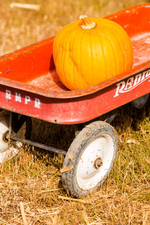 Longmont, Colorado, USA-October 11, 2014. Pumpkin patch on sunny Autumn day.のeditorial素材