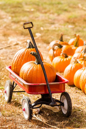 Longmont, Colorado, USA-October 11, 2014. Pumpkin patch on sunny Autumn day.のeditorial素材