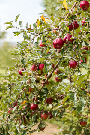 U-pick apple farm on one day in Autumn.