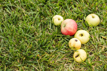 U-pick apple farm on one day in Autumn.の写真素材