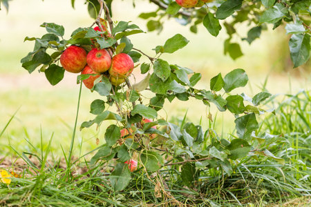 U-pick apple farm on one day in Autumn.