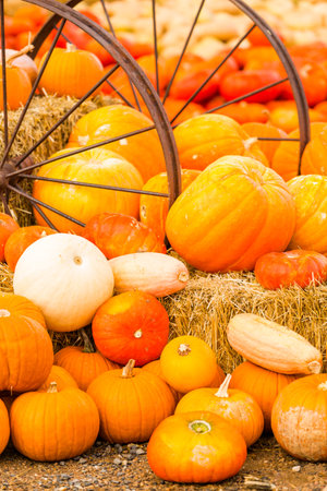 Pumpkin patch on sunny Autumn day.