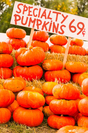 Pumpkin patch on sunny Autumn day.の写真素材