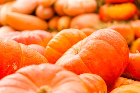 Pumpkin patch on sunny Autumn day.