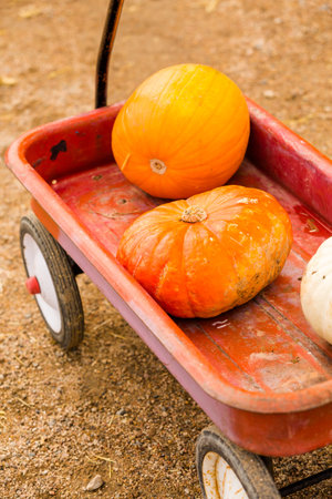 Pumpkin patch on sunny Autumn day.の写真素材