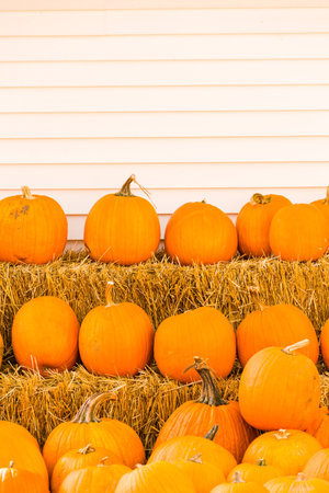 Pumpkin patch on sunny Autumn day.
