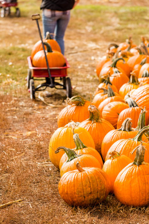 Pumpkin patch on sunny Autumn day.