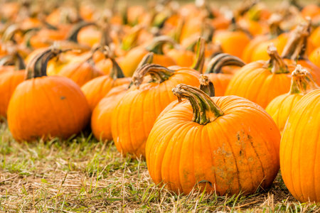 Pumpkin patch on sunny Autumn day.
