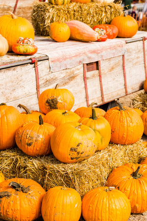 Pumpkin patch on sunny Autumn day.