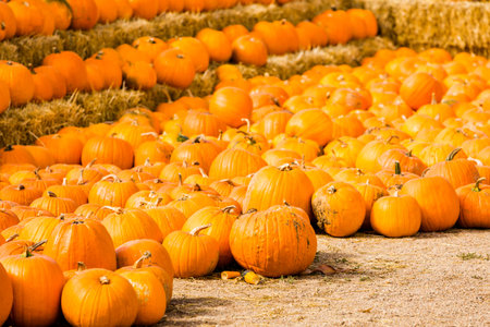 Pumpkin patch on sunny Autumn day.