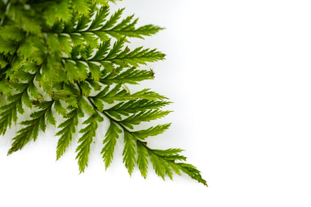 Green fern leafs on a white .