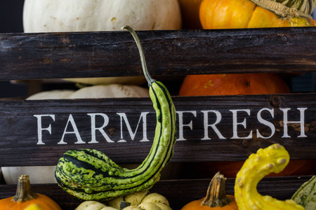 Fresh organic pumpkins from the local farmers market.の写真素材