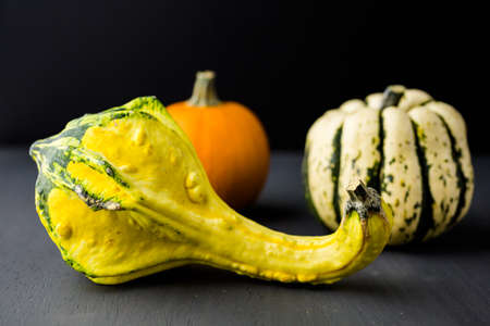 Organic miniature gourds on black background.の写真素材