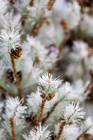 Flocked Christmas tree with pinekones.の写真素材