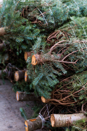 Beautiful fresh cut Christmas trees at Christmas tree farm.
