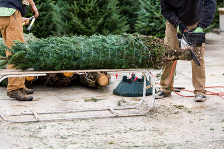 Beautiful fresh cut Christmas trees at Christmas tree farm.