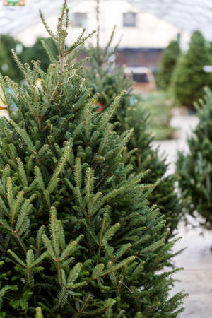 Beautiful fresh cut Christmas trees at Christmas tree farm.のeditorial素材
