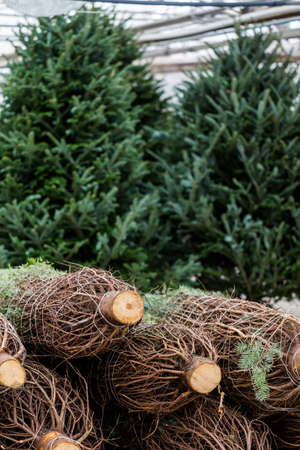 Beautiful fresh cut Christmas trees at Christmas tree farm.の写真素材