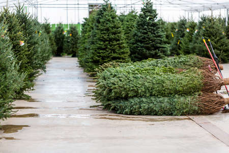 Beautiful fresh cut Christmas trees at Christmas tree farm.のeditorial素材