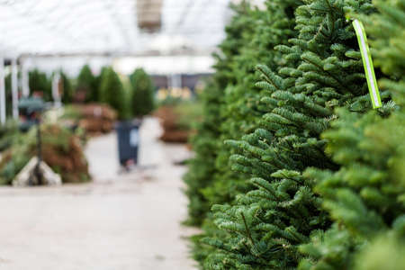 Beautiful fresh cut Christmas trees at Christmas tree farm.のeditorial素材