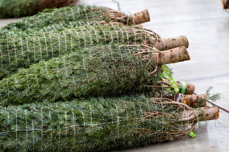 Beautiful fresh cut Christmas trees at Christmas tree farm.
