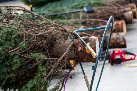 Beautiful fresh cut Christmas trees at Christmas tree farm.の写真素材