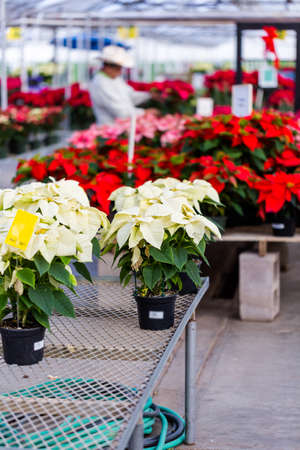 Poinsettia for sale at the local garden center.のeditorial素材