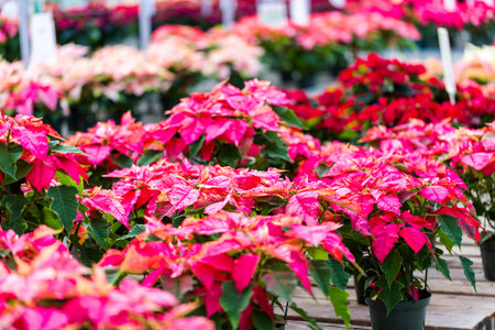 Poinsettia for sale at the local garden center.の写真素材