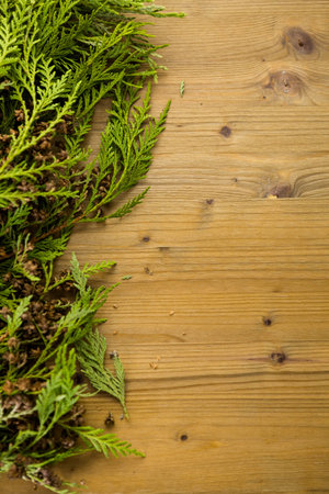 Evegreen branches on stained wood table.の写真素材