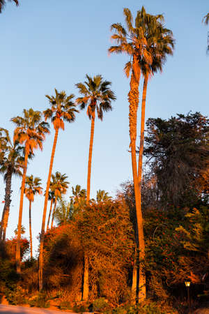 Row of palms at sunset in California.の写真素材