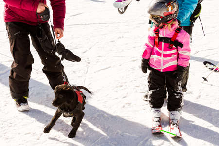 Arapahoe Basin, Colorado, USA-January 18, 2015. Young ski potrol dog in traing at Araphoe basing ski resort.のeditorial素材