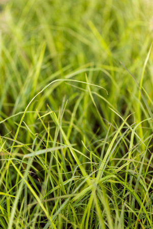 Small planting pots with plants on sale at the garden center.の写真素材
