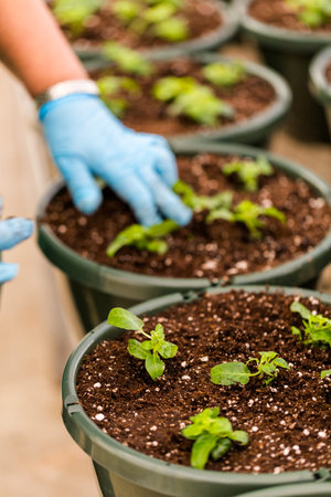 Early Spring planting in green house.