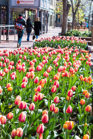 Denver, Colorado, USA-April 10, 2015. Pearl Street Mall during tulip bloom in early Spring.のeditorial素材
