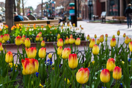 Denver, Colorado, USA-April 10, 2015. Pearl Street Mall during tulip bloom in early Spring.のeditorial素材