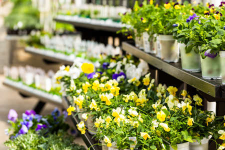 Plants on Spring sale in local garden ccenter.の写真素材