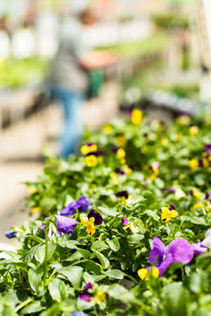 Plants on Spring sale in local garden ccenter.の写真素材