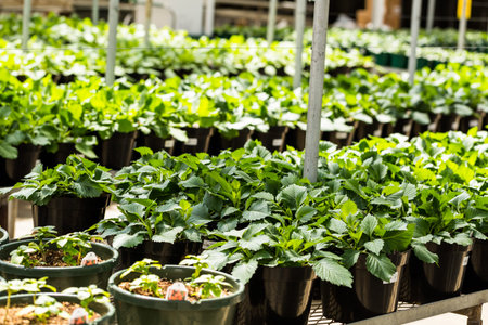 Plants on Spring sale in local garden ccenter.
