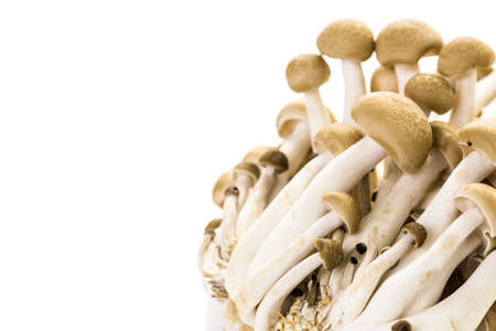 Organic brown beech mushrooms on a white background.の写真素材