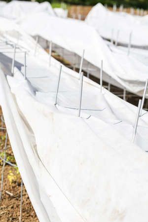 Tomatoes covered from summer hail in urban garden.の写真素材